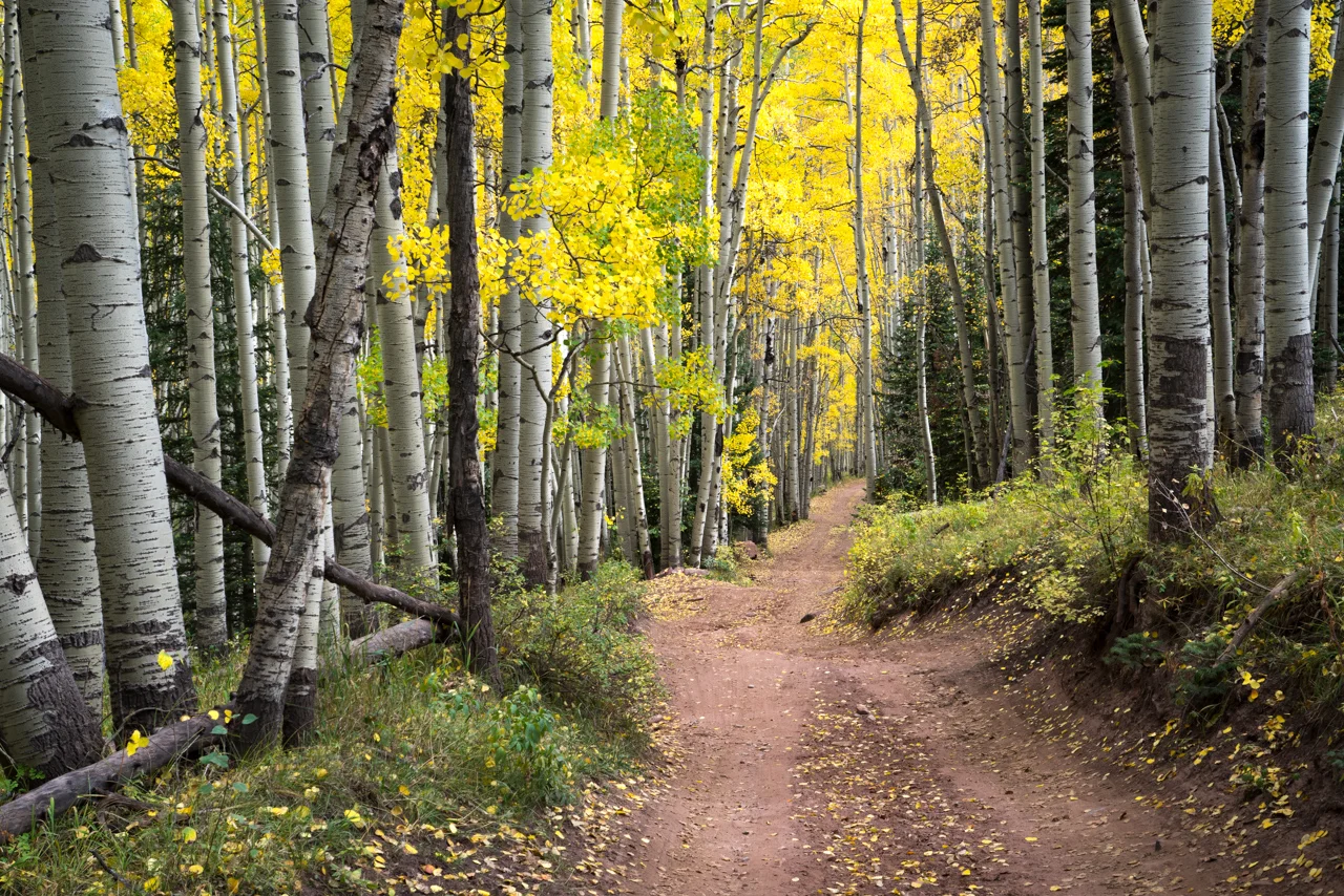 Road of Aspen Dreams