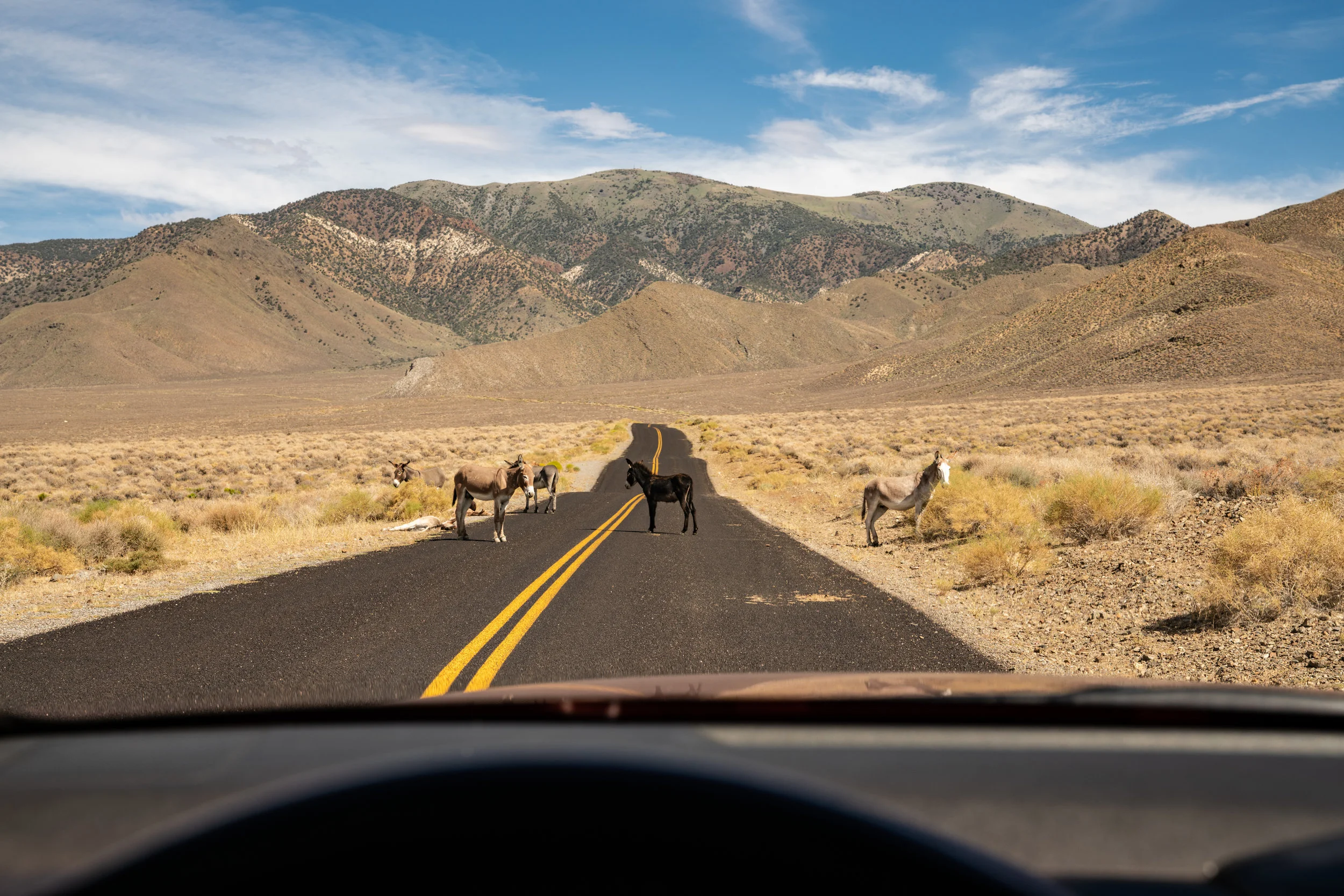 Burros 2