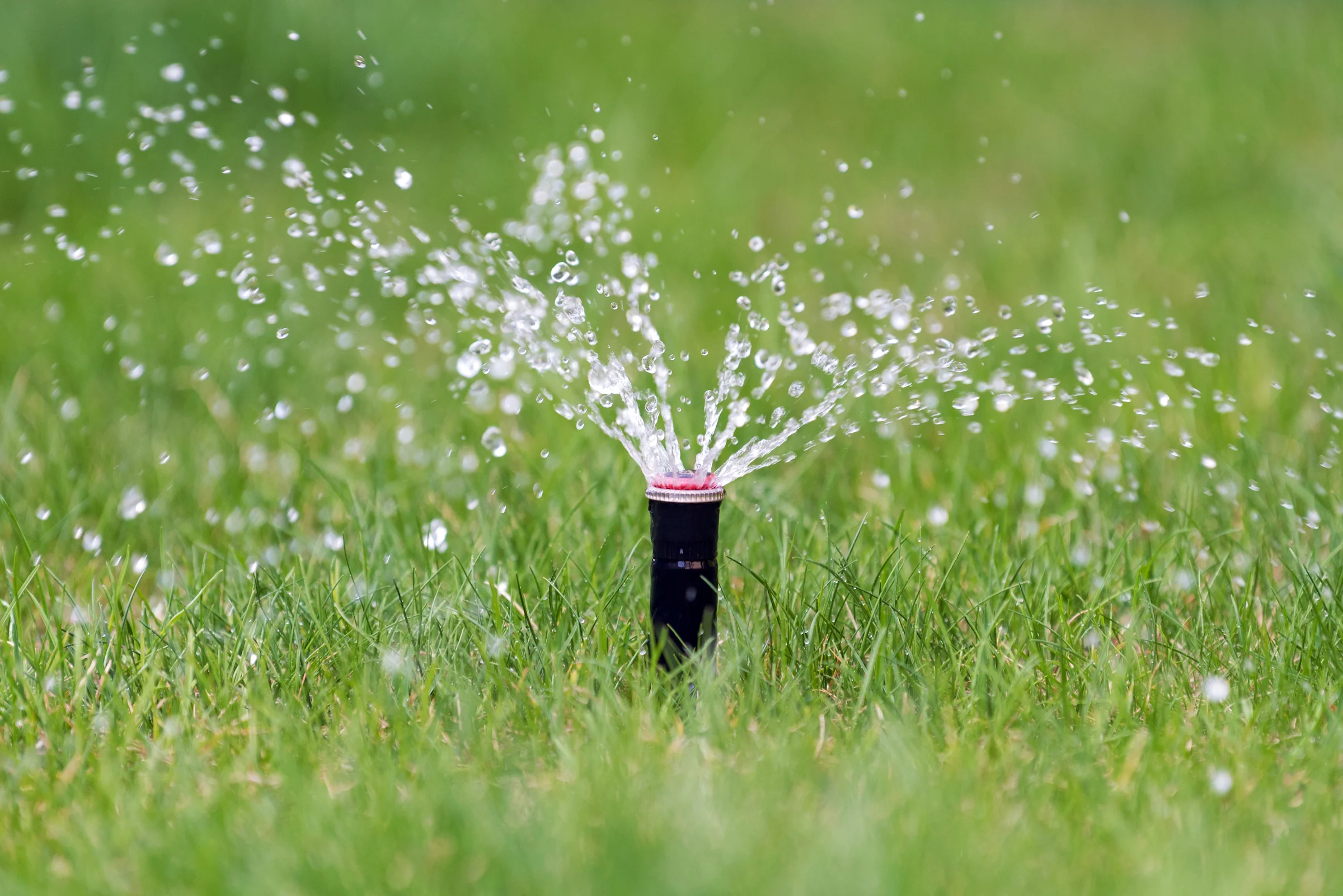 sprinkler-in-action-watering-grass-PXEKAZY.jpg