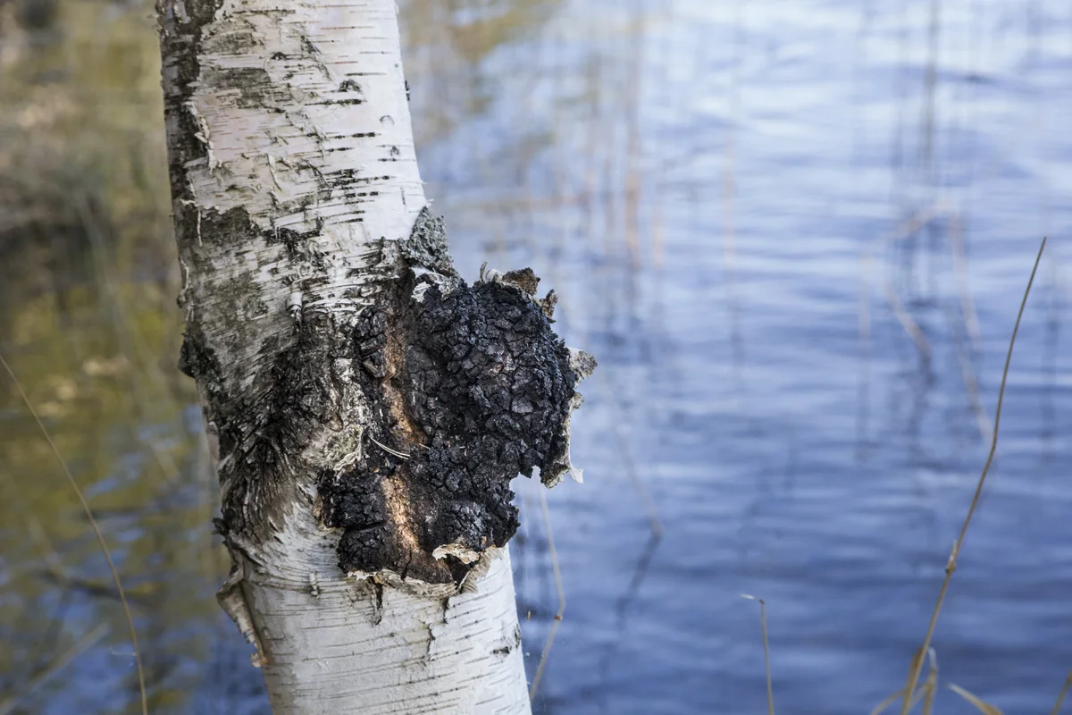 Suomessa kasvanut pakurikääpä - maailman parasta laatua!