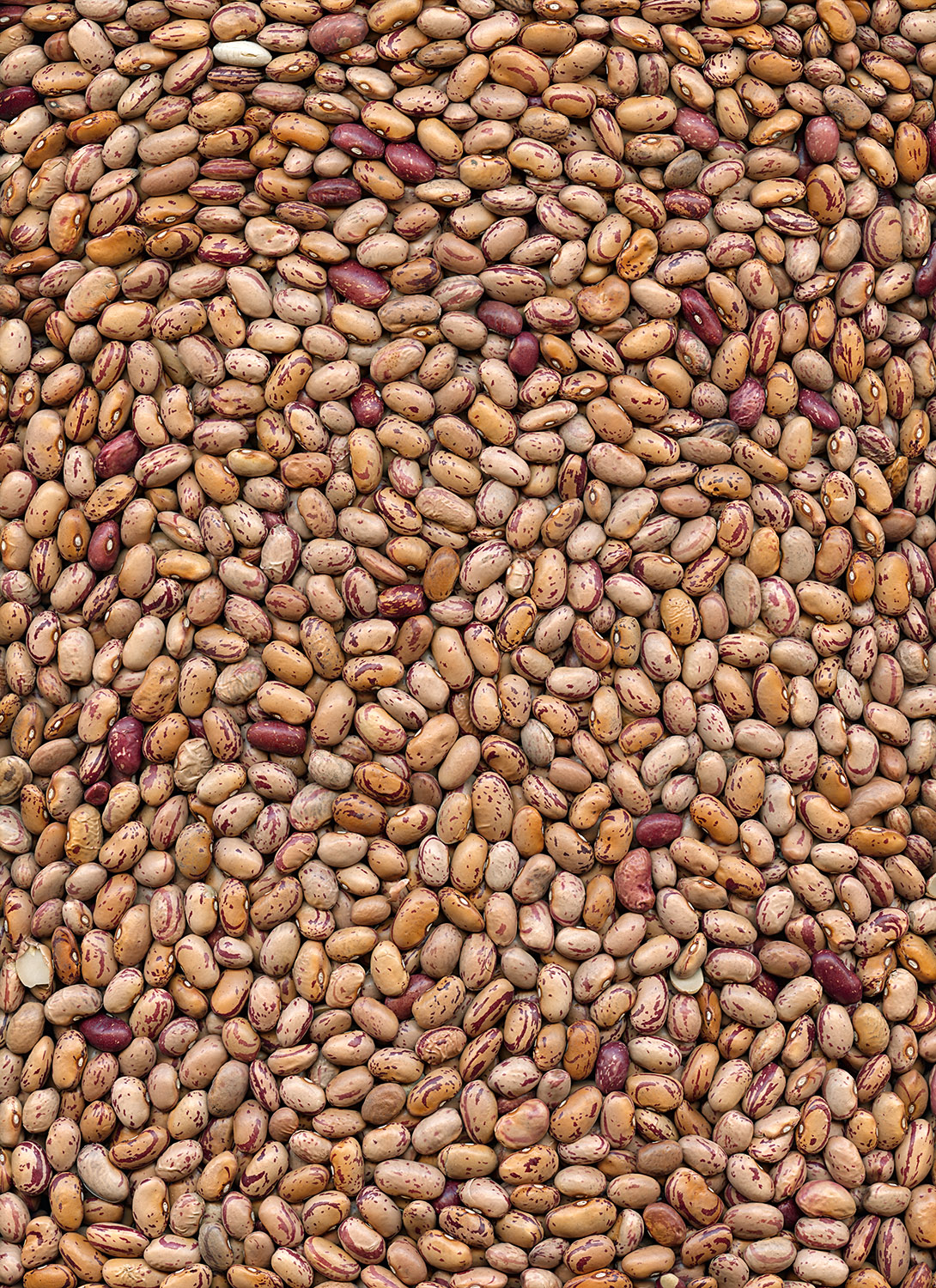 Beans_img009.jpg