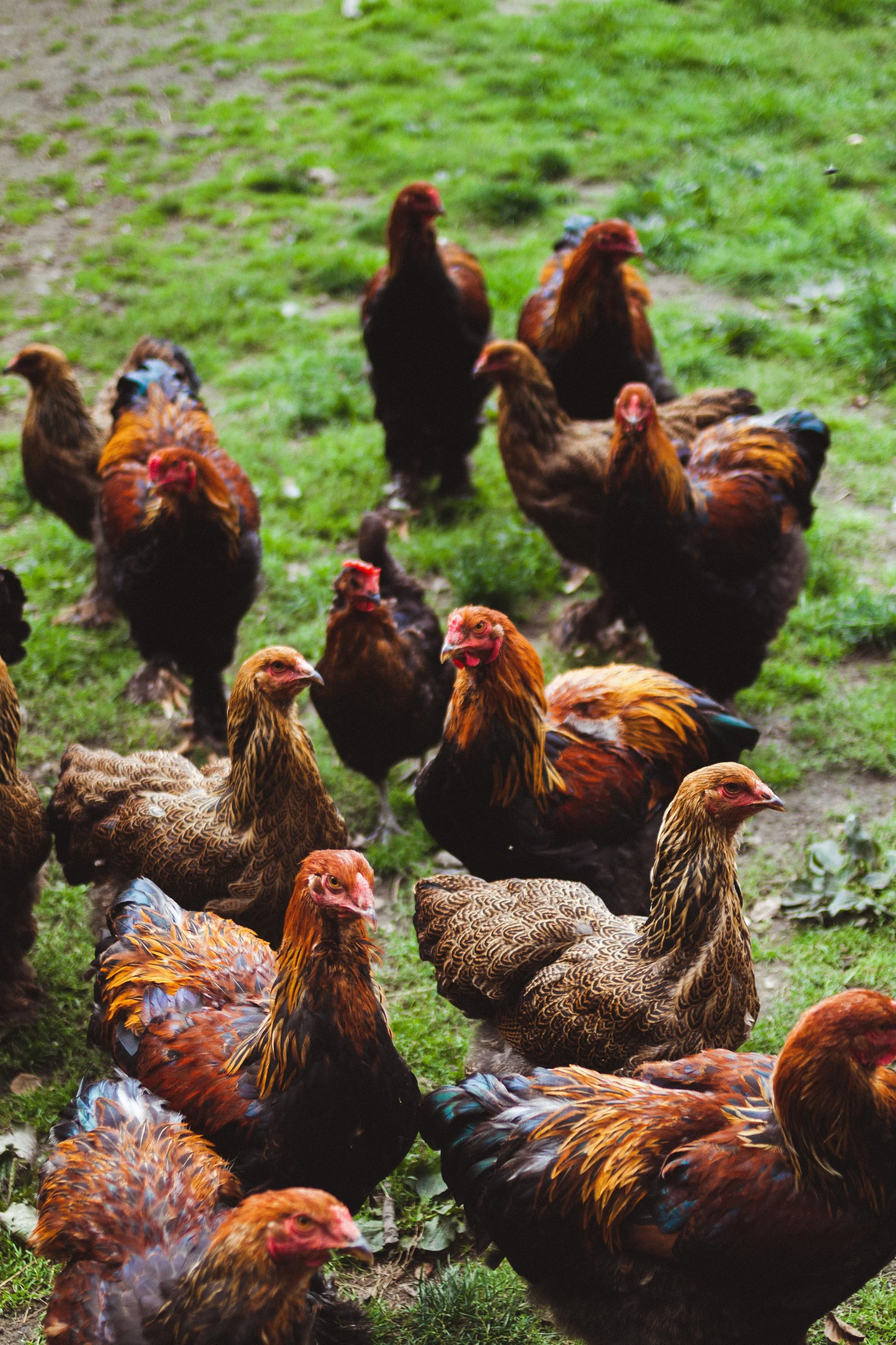 Chicks
