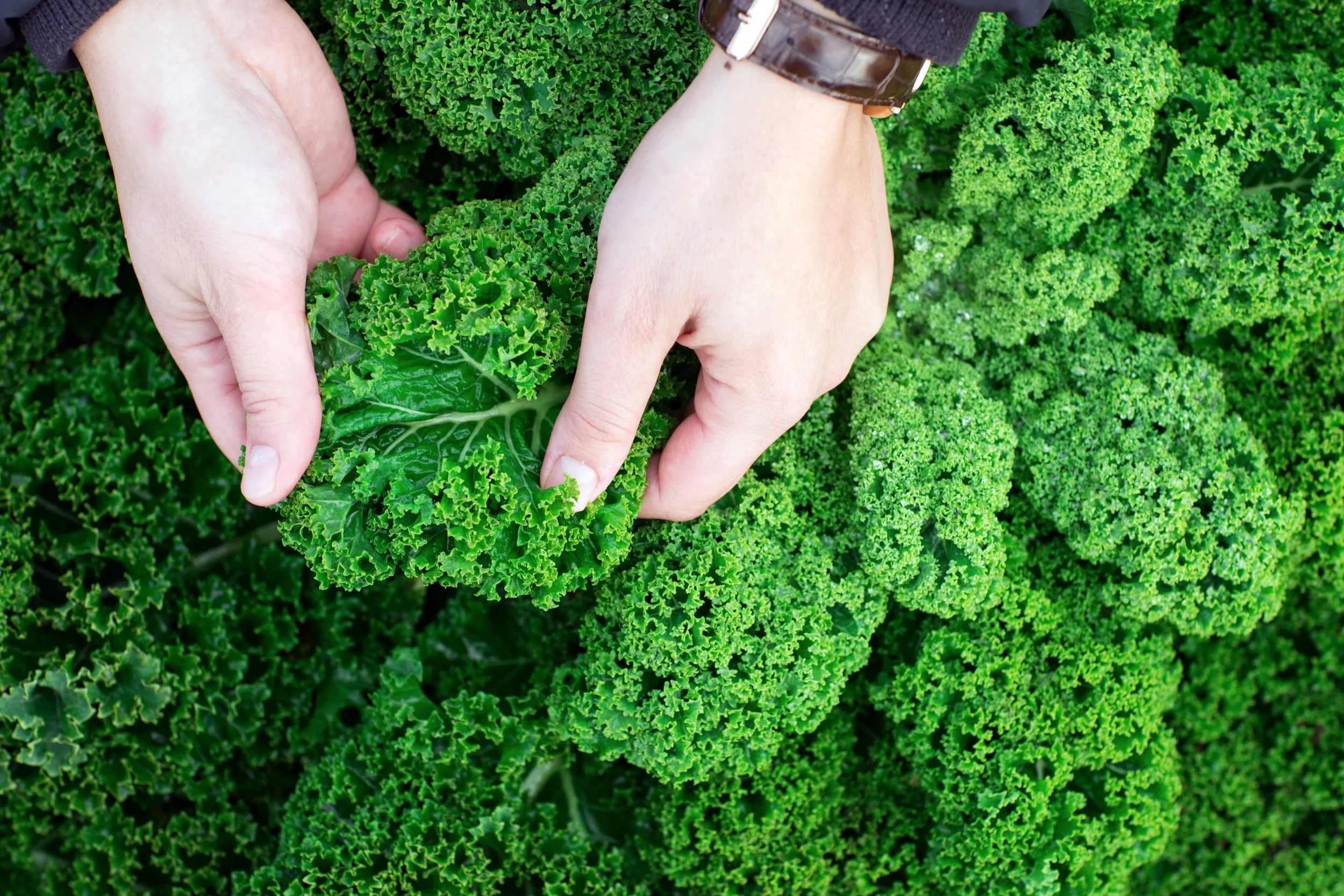 Evergreen Food