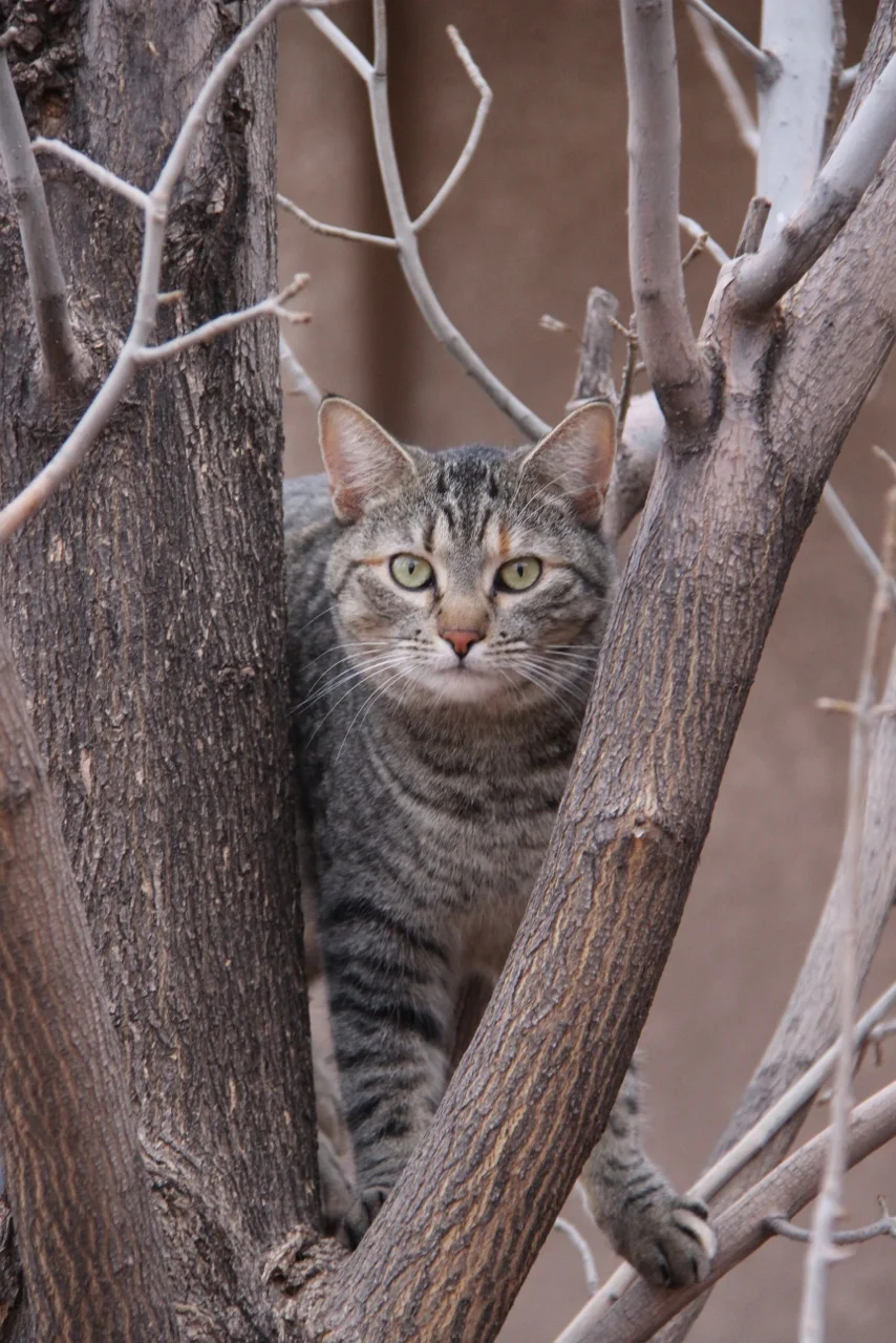 The family cat, Deanna, enjoys her own set of crystals; another modality of alternative healing.... click on the picture below for some interesting insight! 