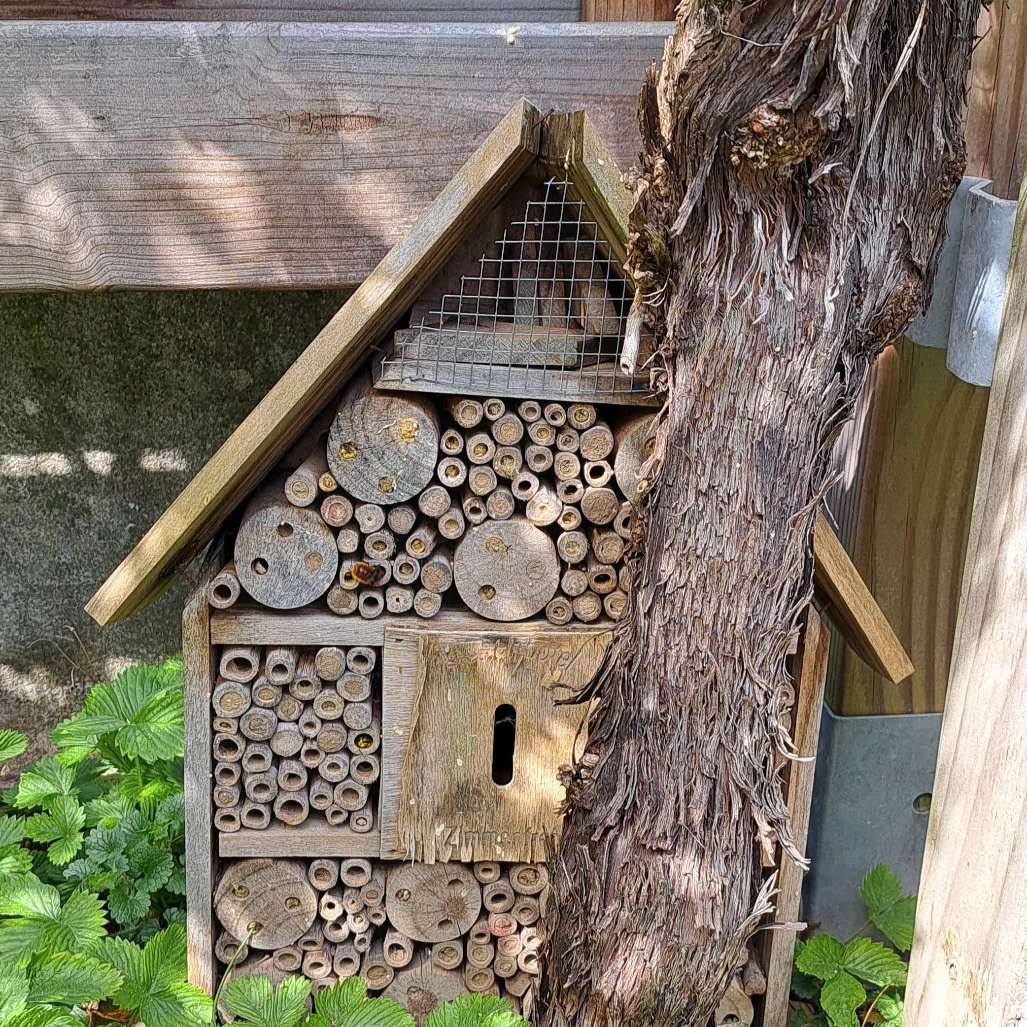 Wildbienen - Verlierer des Klimawandels
