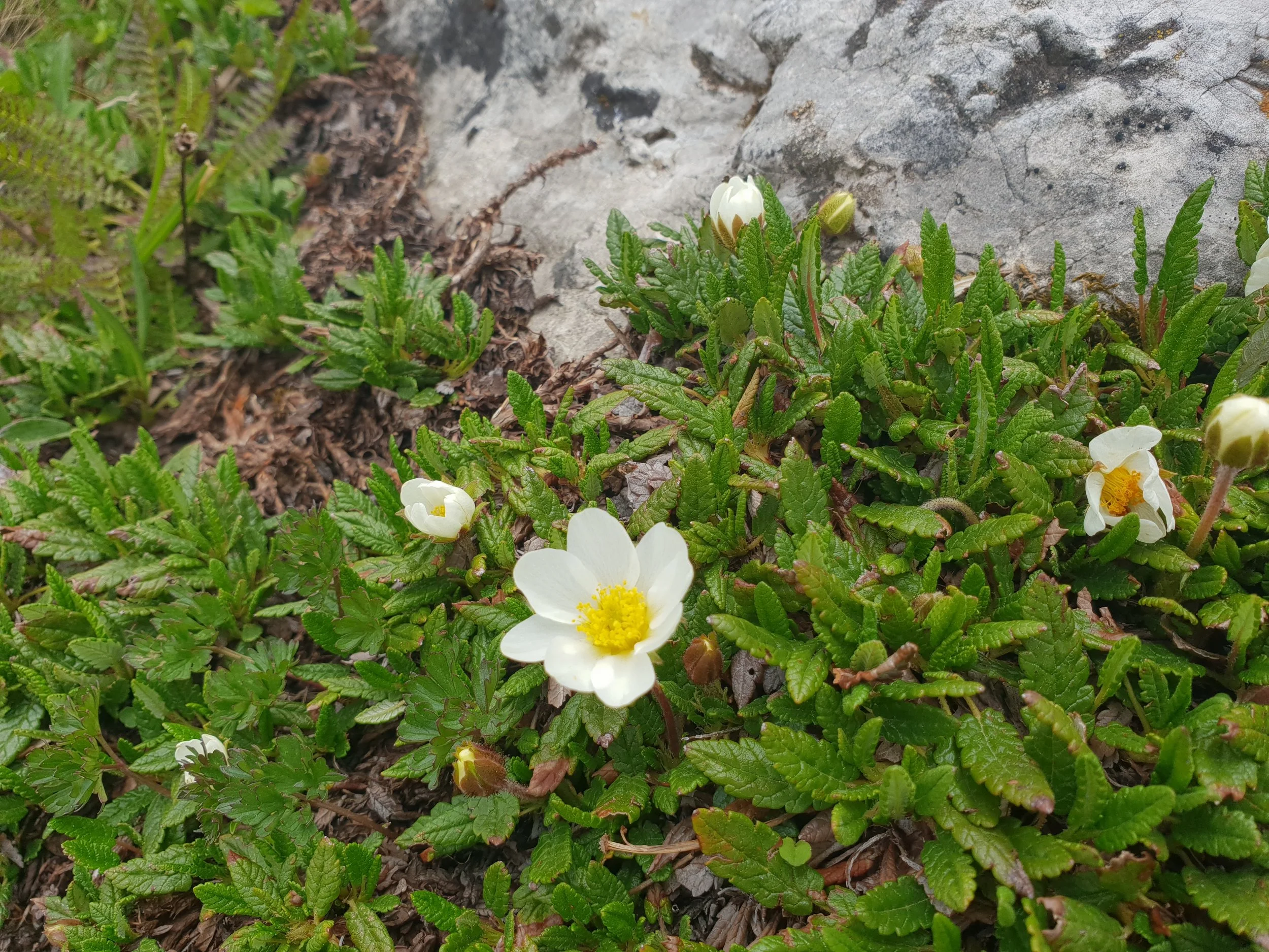 20180630_134233.jpg
