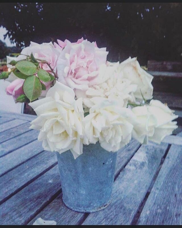 Nyplockade rosor, tisdag &amp; det blev mest vita...🤍🌱 #

#rosor #roses #flowers #mygarden #garden #trädgård #bjäre #inspiration