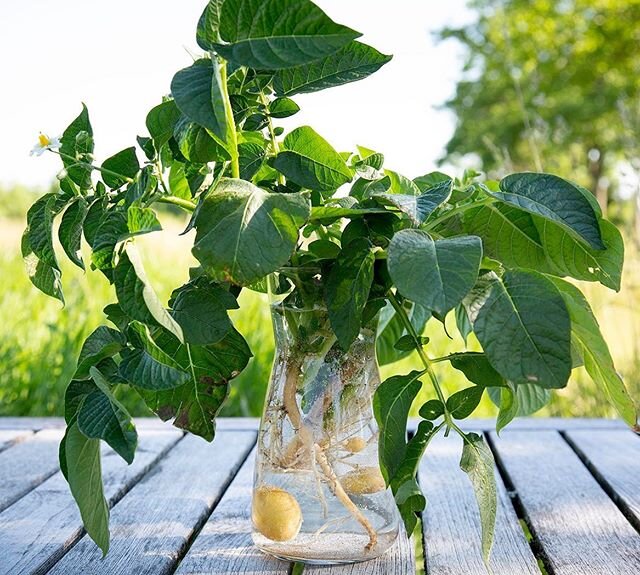 Potatisplanta i glasburk 🌱 lite tisdags inspiration...Vackra blad, vacker när den blommar, vacker potatis från bjäre 💚 &amp; s&aring;&aring; god!! photo @annaaatola 
#potatoes #potatis #bjärepotatis #inspiration #nature #bjäre #decoration #ska