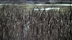 COLERIDGE'S MUSIC BOX