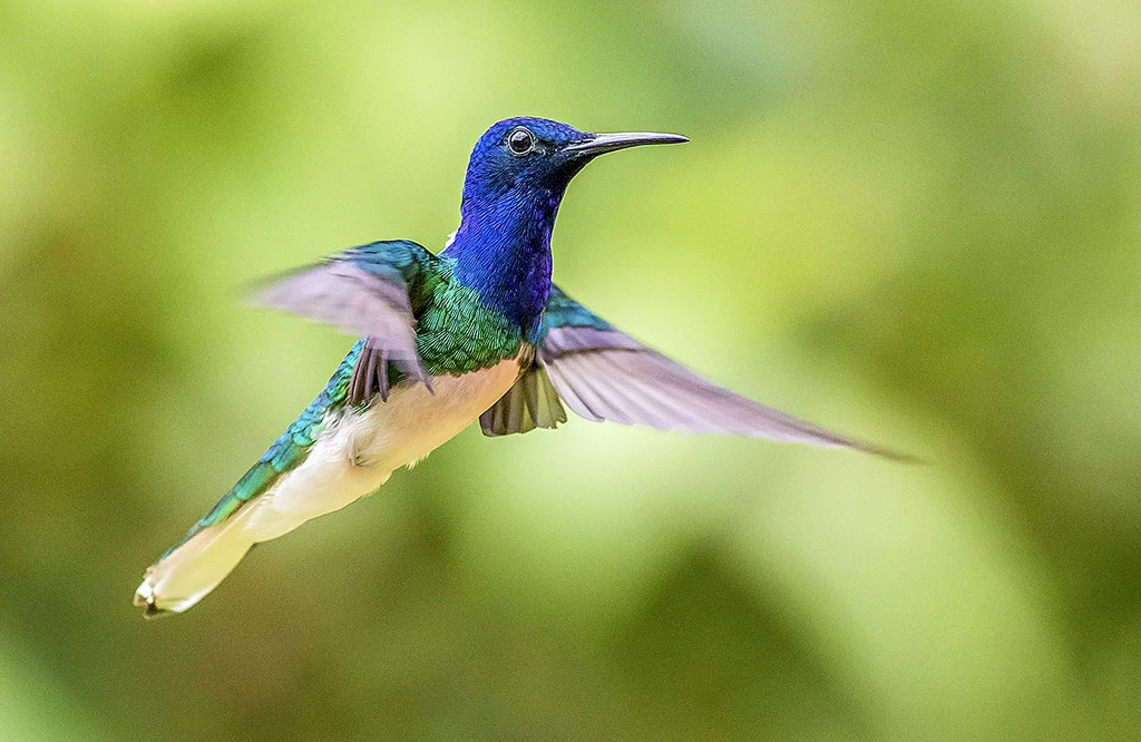 Hummingbird.jpg