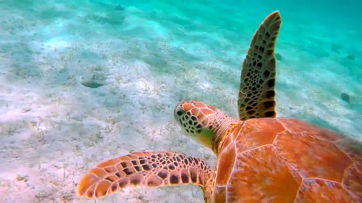 snorkeling-turtle-tobago-cays-grenadines-e1477972817137.jpg