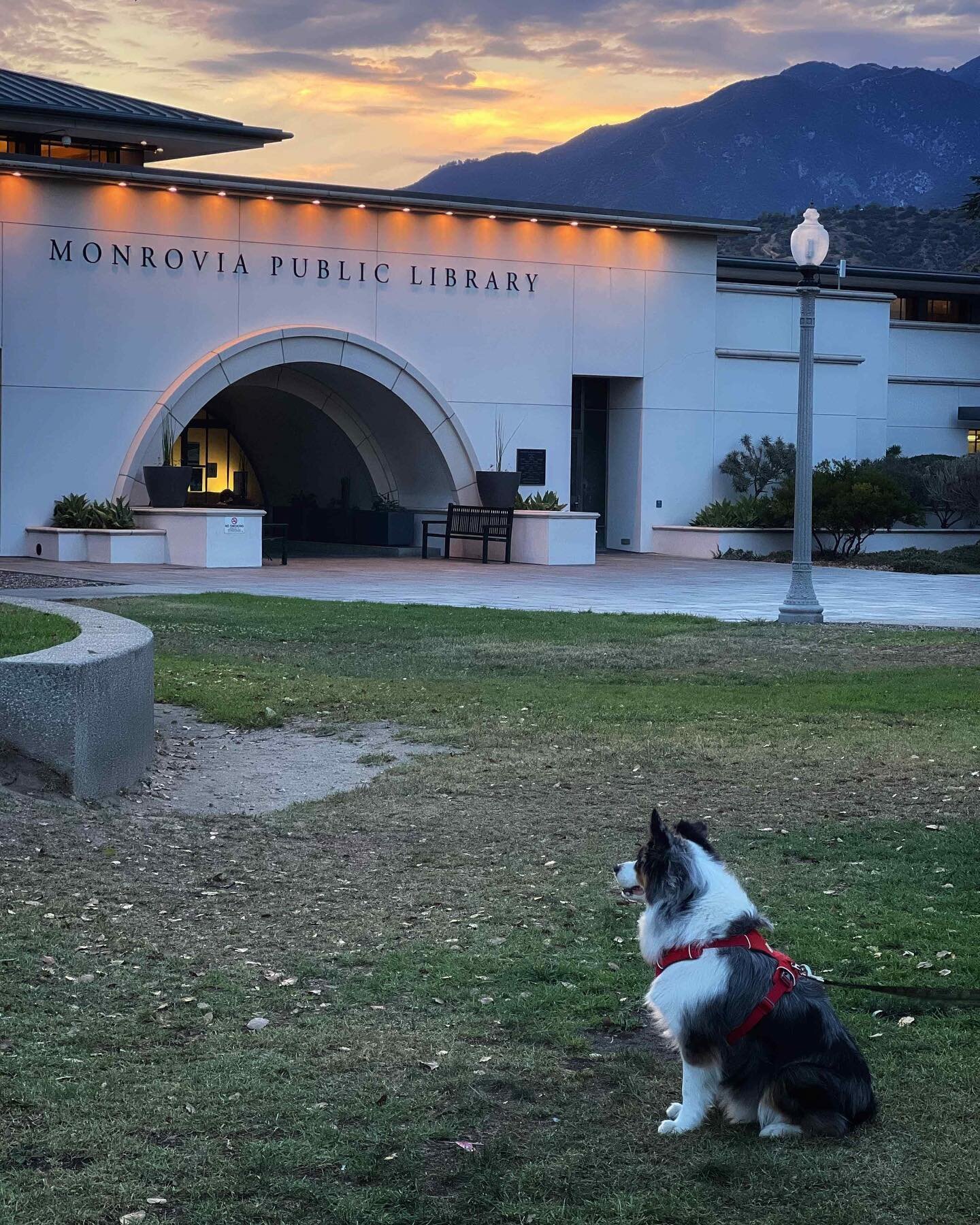 Friendly reminder that Old Town Monrovia is gorgeous this time of year. Warm breezes on long summer evenings are a perfect way to end the day @cityofmonrovia @oldtownmonrovia