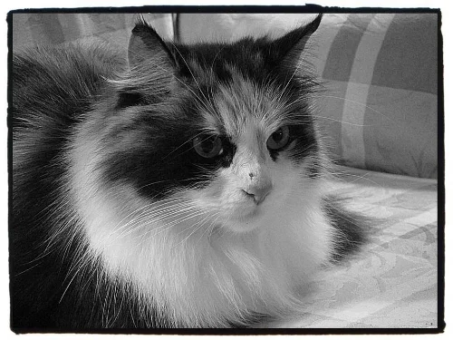 &nbsp; &nbsp; &nbsp; &nbsp; &nbsp; &nbsp; &nbsp; &nbsp; &nbsp; &nbsp; &nbsp; &nbsp; &nbsp; &nbsp; &nbsp; &nbsp; &nbsp; &nbsp; &nbsp; &nbsp; Beautiful Delilah, 3/23/2006 — 1/25/2018