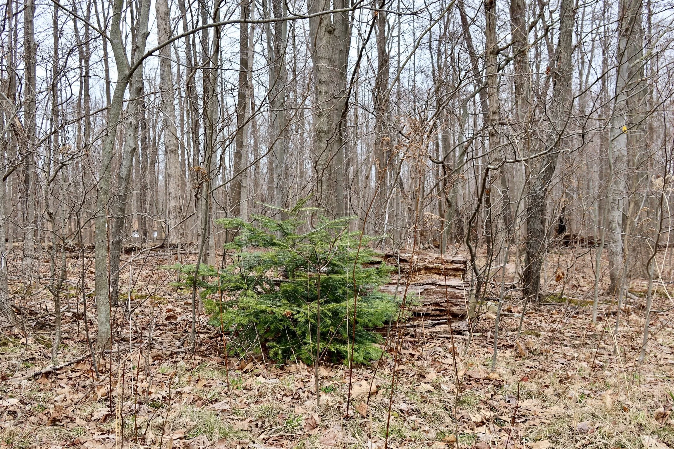 A walk at Holden Arboretum before it was closed to the public. Grateful for early signs of spring. 