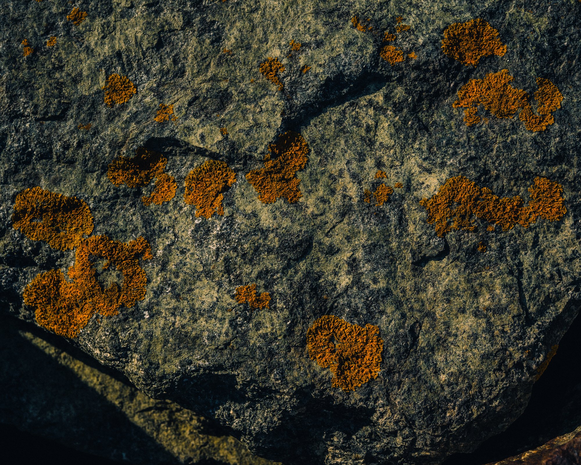 Close-up of orange lichen growing on dark gray rock surface.