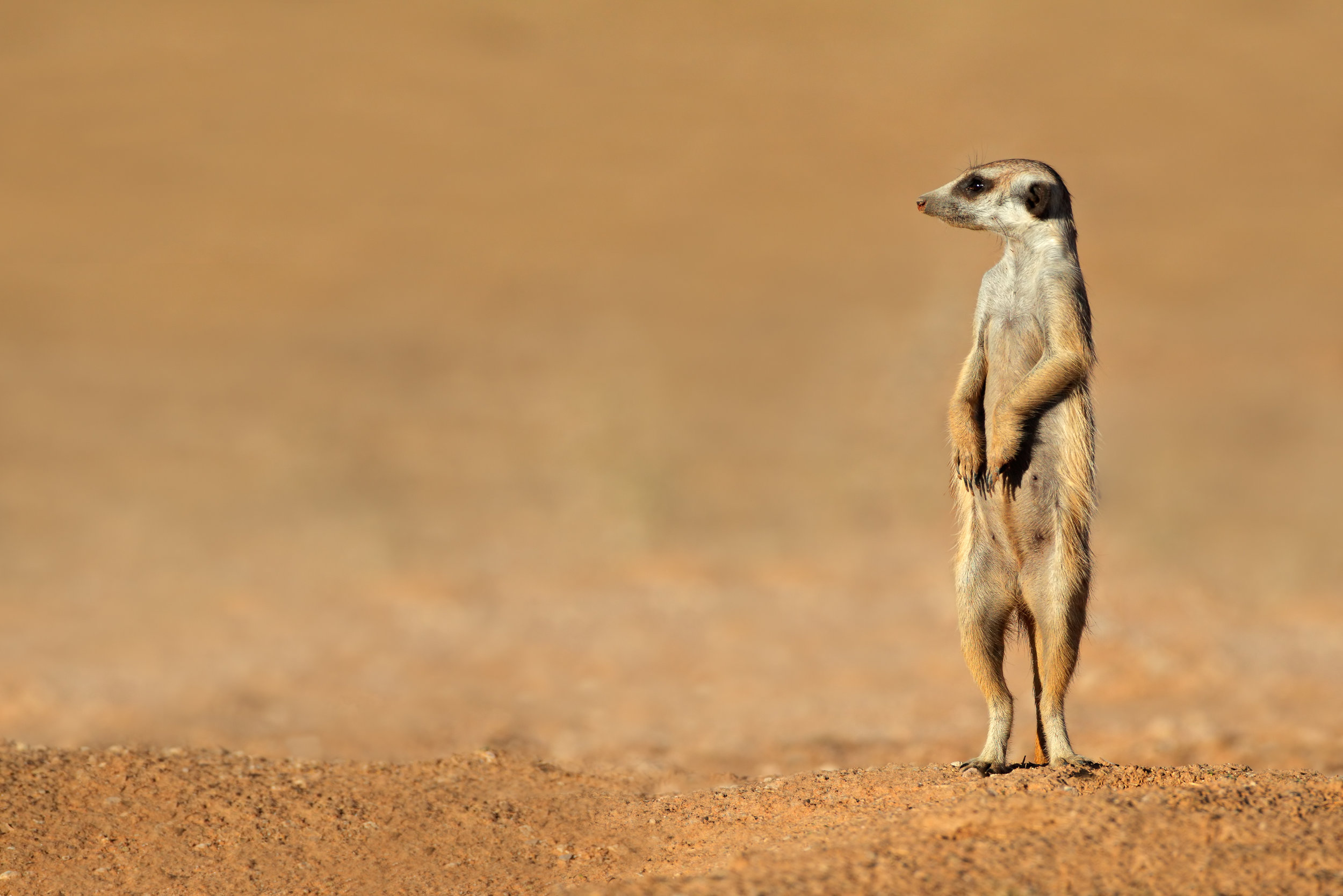 SoulCareForCreatives-Meerkat.jpeg