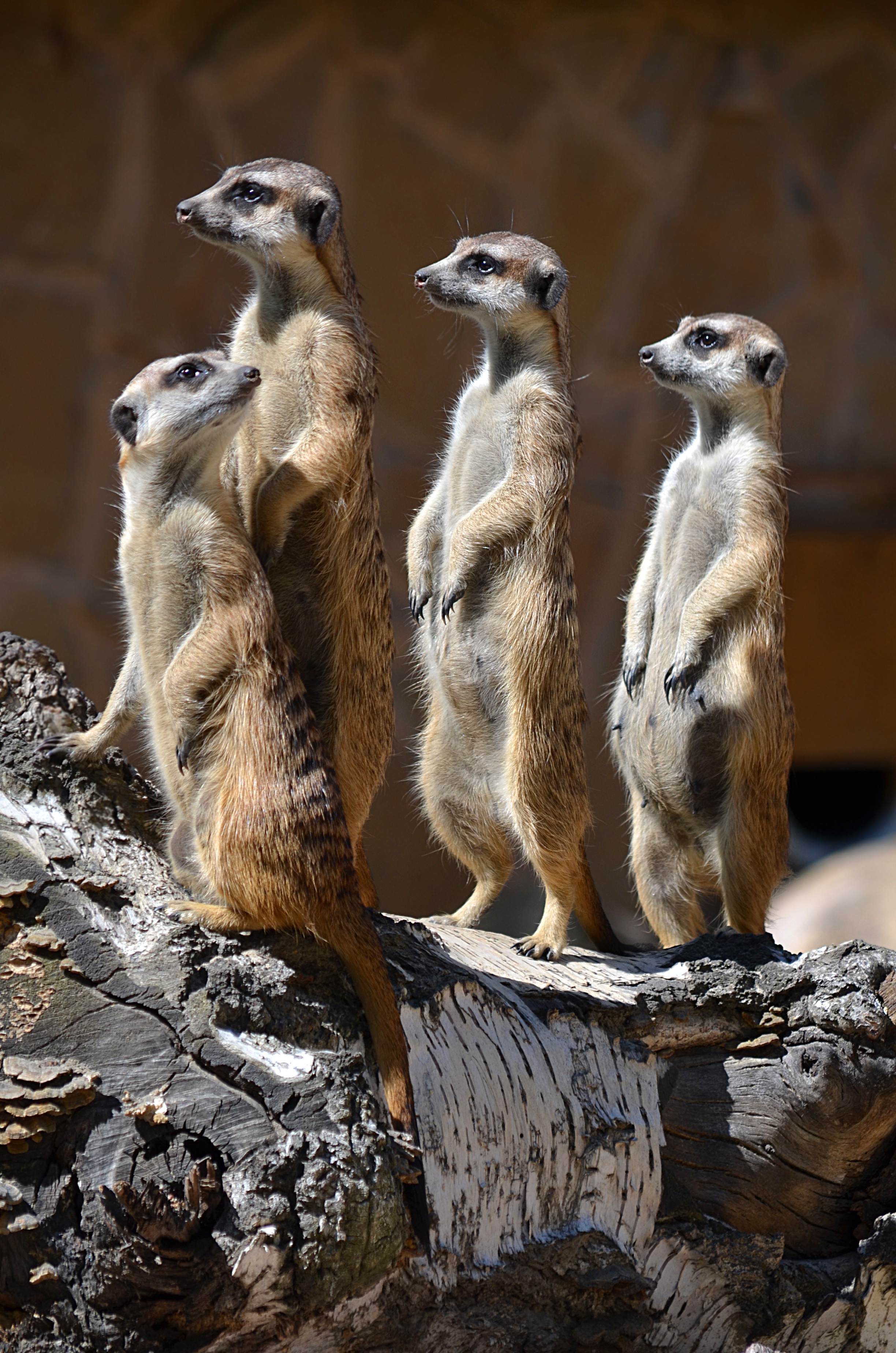 MeerkatMob.jpeg