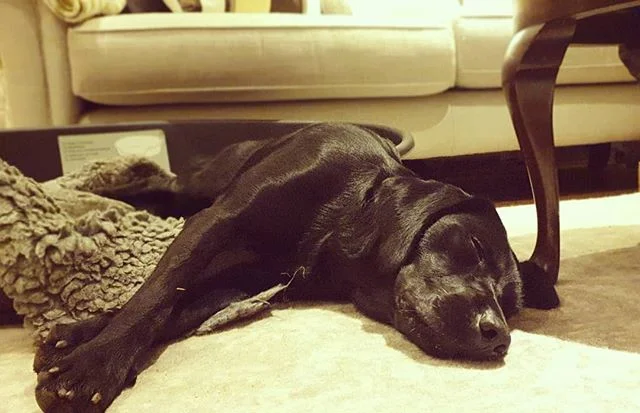 Had such a great day with my girl Pippa today 🐕❤ She's such a pleasure to be around when we are chugging about the county, stopping off for walks between clients and then we had 3 hour training session at the beach 🌅, after that she loved watching yoga tonight and then we had a walk before bed.
Contentment right there 😍