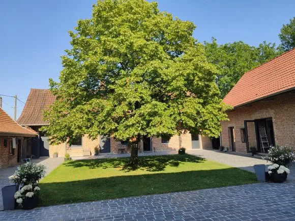 Cour pavée et tilleul de la Ferme d’Hercule à Haverskerque