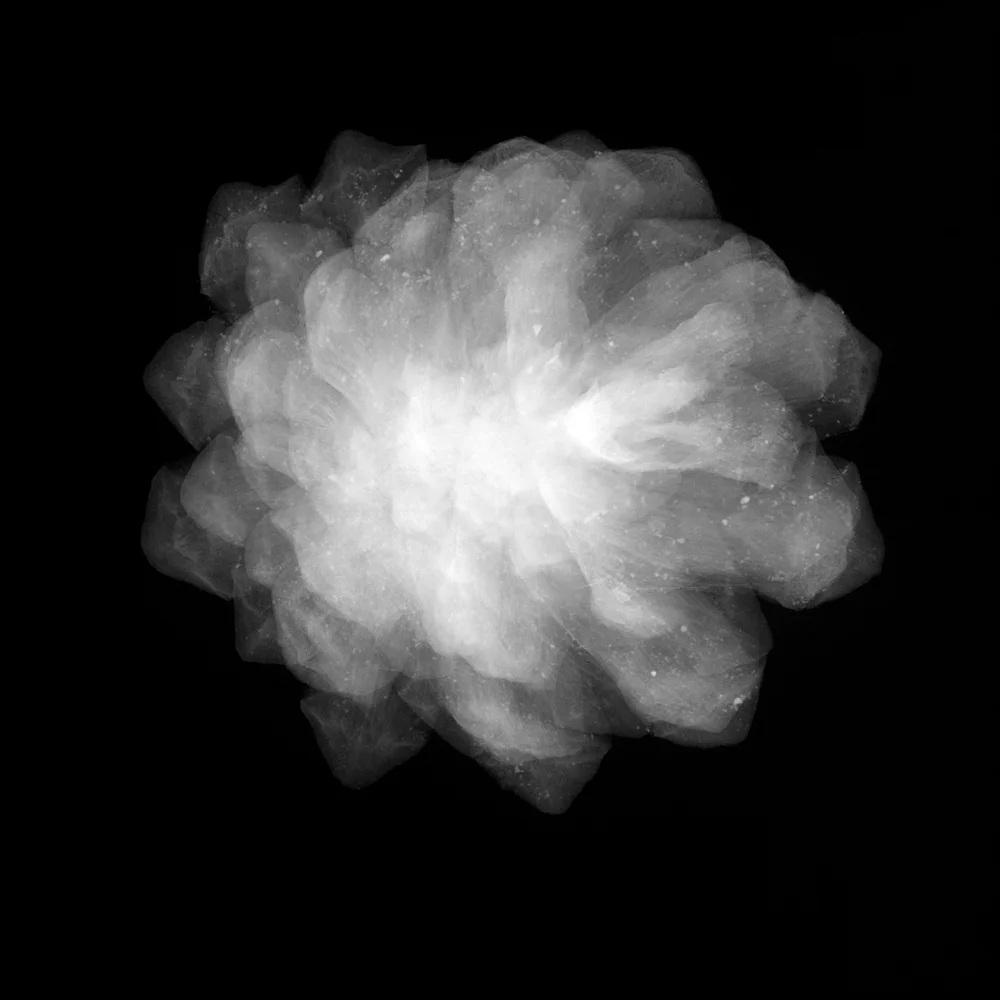 Pine Cone Archival Pigment Photograph, 39.5 x 39.5 inches