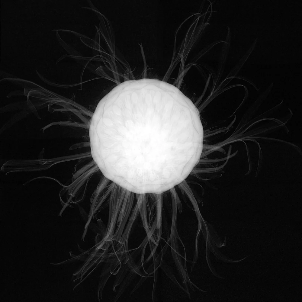 Seed Head II Archival Pigment Photograph, 39.5 x 39.5 inches