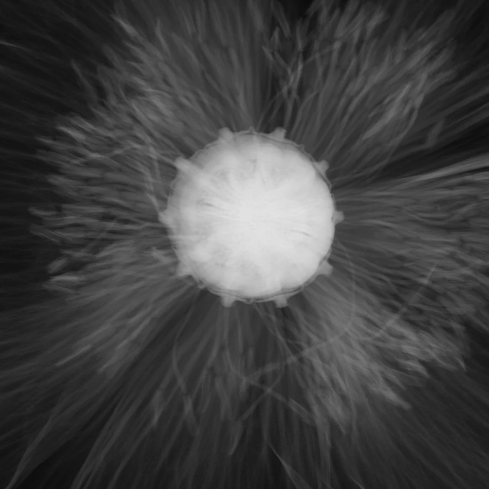 Prange's Archival Pigment Photograph, 39.5 x 39.5 inches