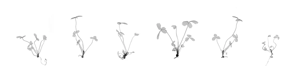 Strawberry Clones Archival Pigment Photograph, 12 x 47 inches