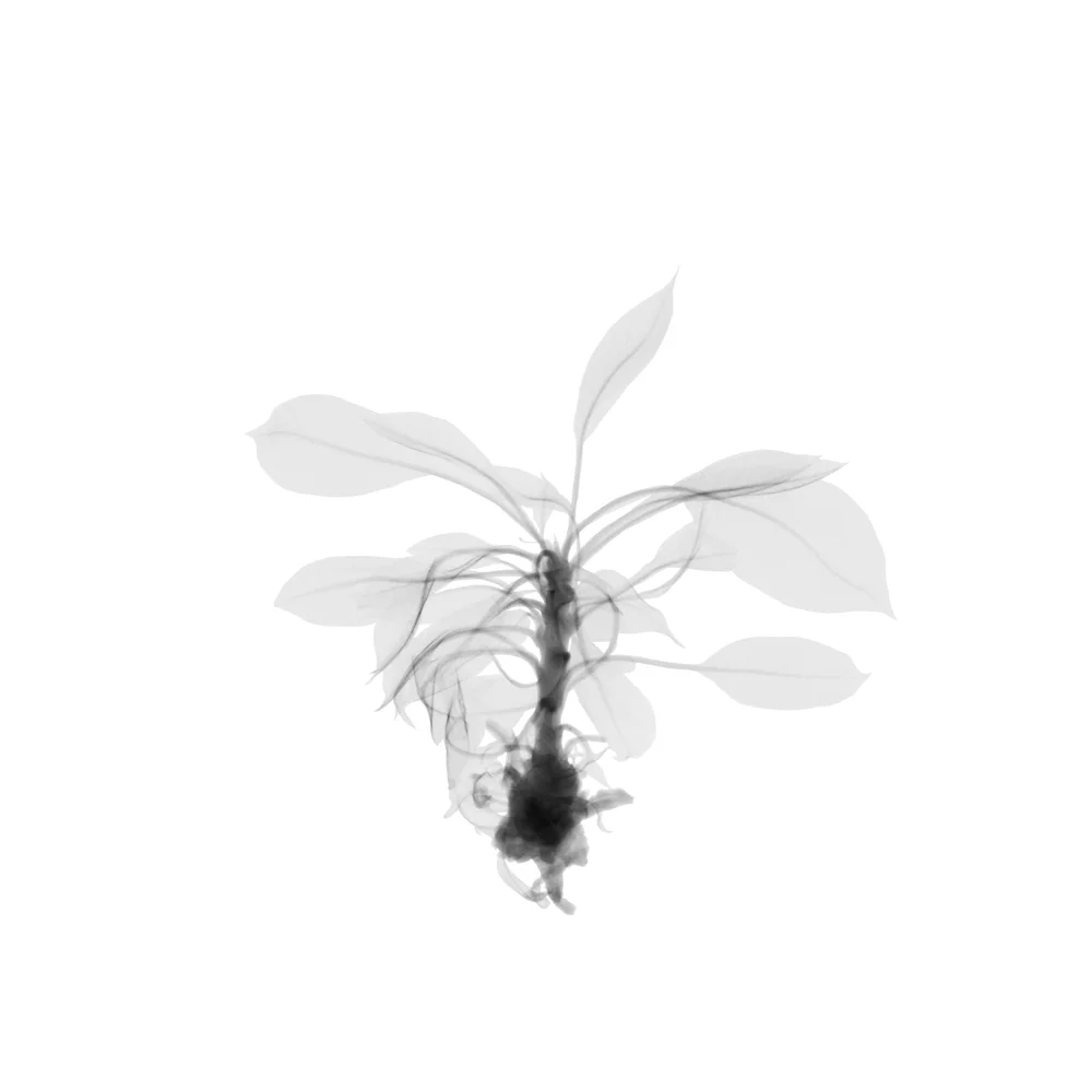 Pear Tree Clone Archival Pigment Photograph, 15 x 15 inches