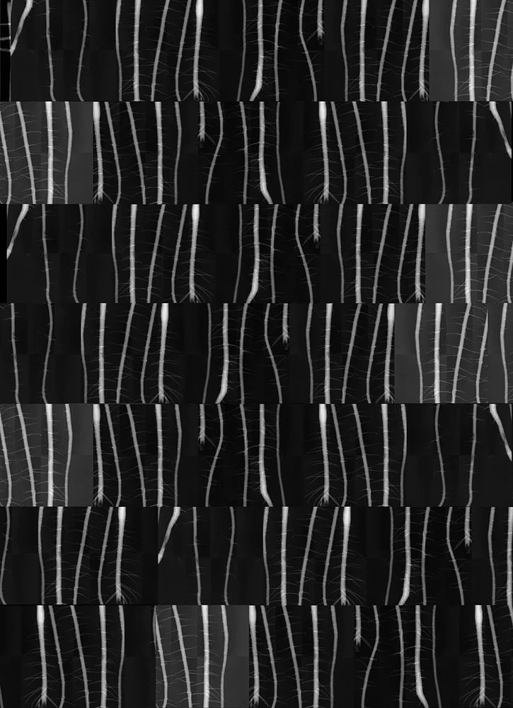 Palo Verde Archival Pigment Photograph, 60 x 45 inches