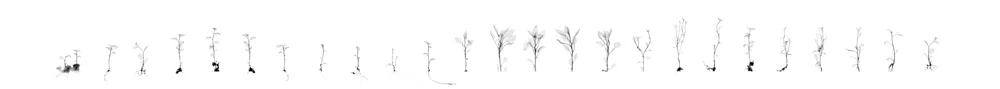 Then and Now Potato Diversity and the Irish Diaspora Archival Pigment, 180 x 16 inches Digital collage made from x-rays captured at the National Center for Genetic Resources Preservation (USA)