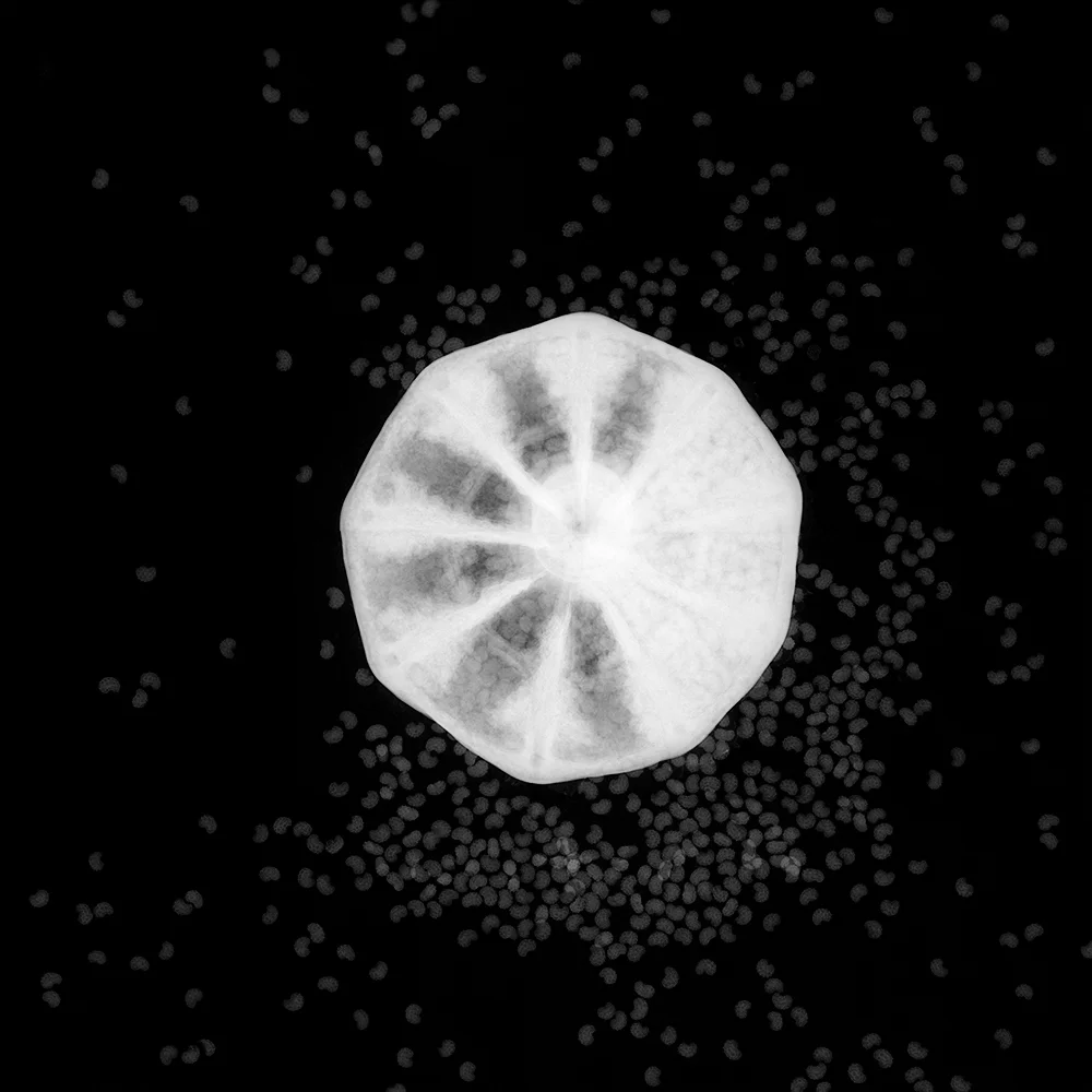 Poppy Archival Pigment Photograph, 39.5 x 39.5 inches
