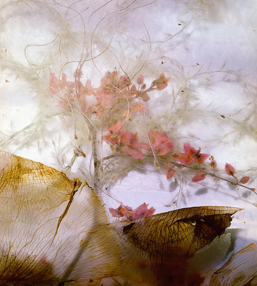 Coral Vine 47 x 40 inches