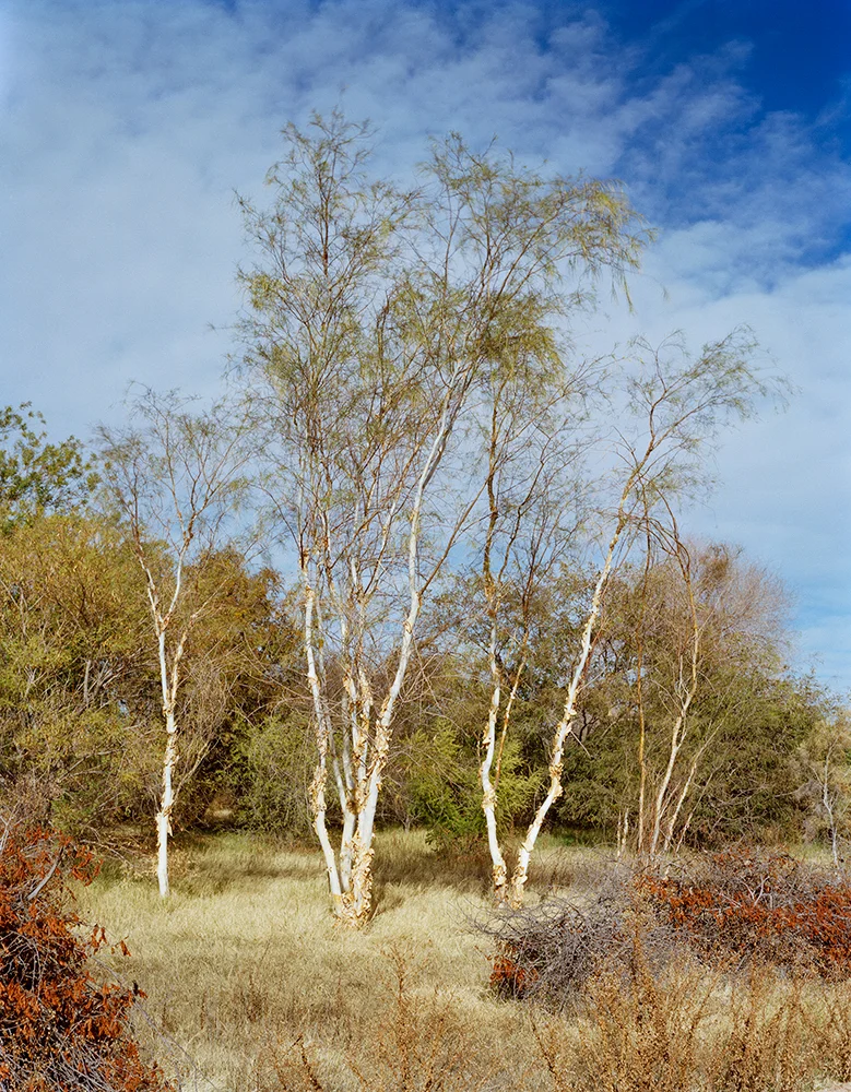 Hyper-Arid Research, Desert Legume Program Yuma, Arizona, USA