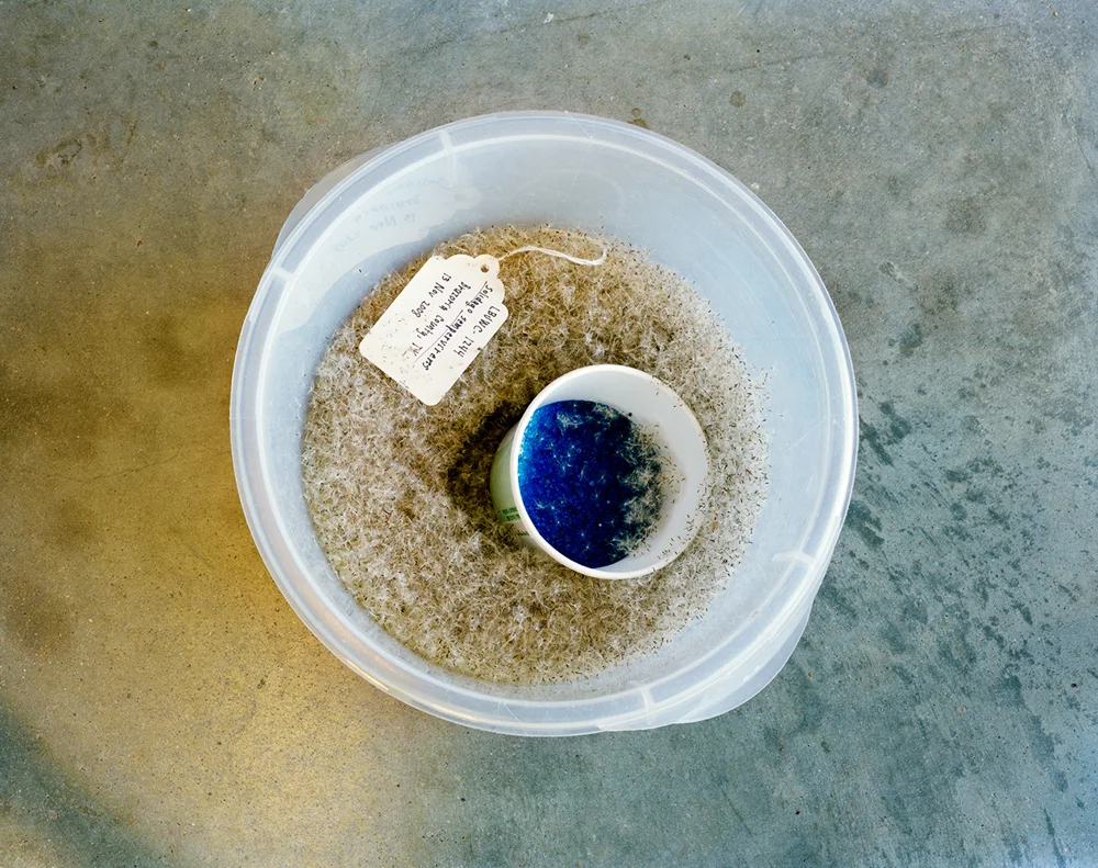 Seeds and Desiccant, Lady Bird Johnson Wildflower Center Austin, Texas, USA