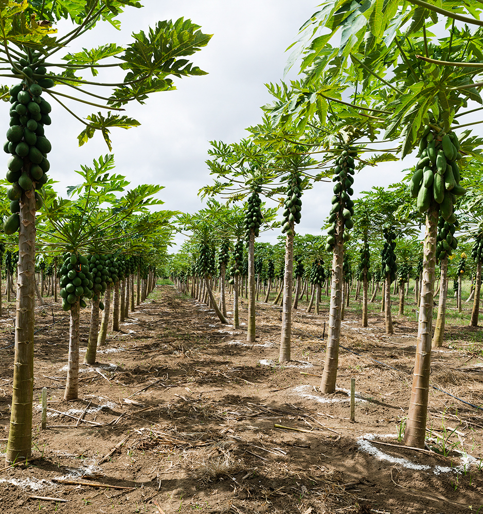 Papaya Collection, EMBRAPA Mandioca e Fruticultura Cruz das Almas, Bahia, Brazil