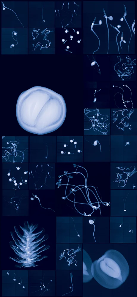 Millennium Seed Bank Research Seedlings and Lochner-Stuppy Test Garden no. 2 Digital Chromogenic Lenticular Photograph, 79 x 36 inches Digital collage made from x-rays captured at the Millennium Seed Bank (England)