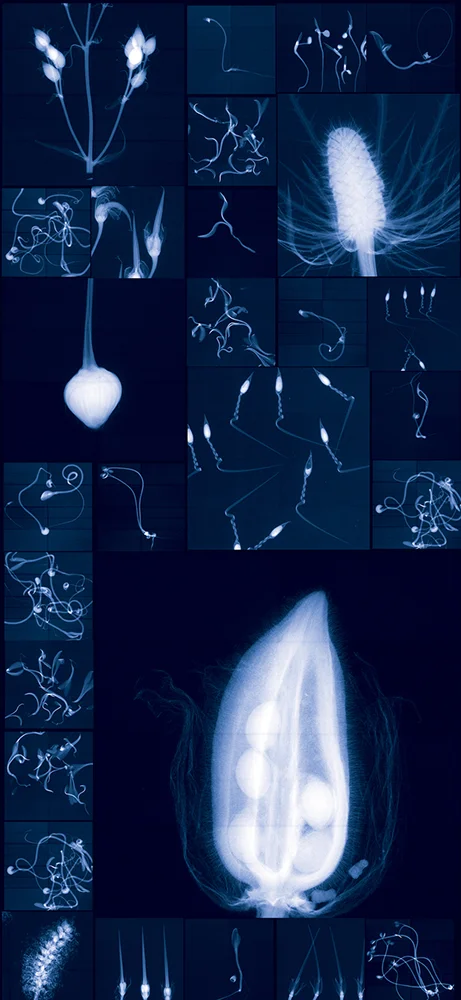 Millennium Seed Bank Research Seedlings and Lochner-Stuppy Test Garden no. 3 Digital Chromogenic Lenticular Photograph, 79 x 36 inches Digital collage made from x-rays captured at the Millennium Seed Bank (England)