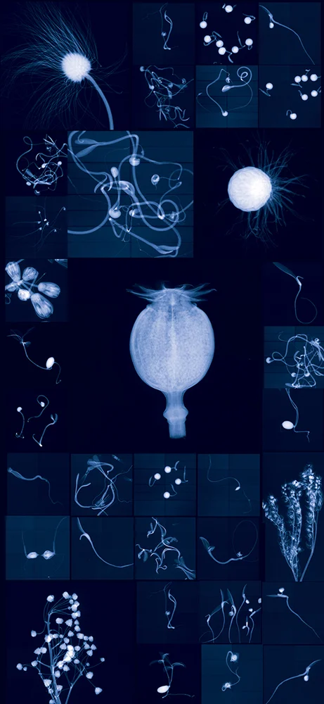 Millennium Seed Bank Research Seedlings and Lochner-Stuppy Test Garden no. 4 Digital Chromogenic Lenticular Photograph, 79 x 36 inches Digital collage made from x-rays captured at the Millennium Seed Bank (England)