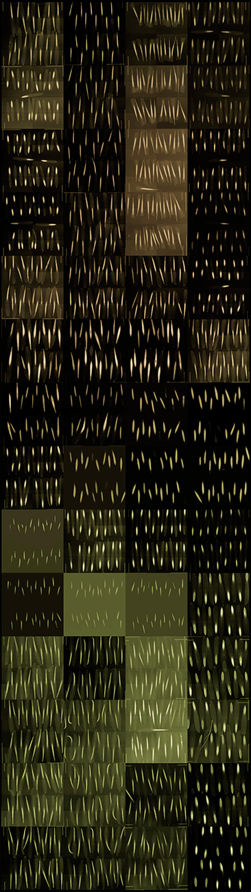 1400 Ash Tree Seeds Digital Chromogenic Lenticular Photograph (simulation of color changes visible when viewing the work), 96 X 28 inches