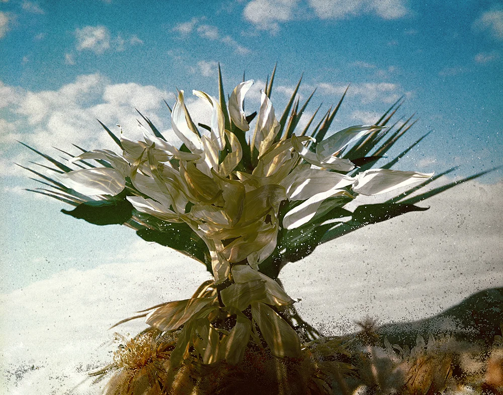 Torrey Yucca 43 x 55 inches