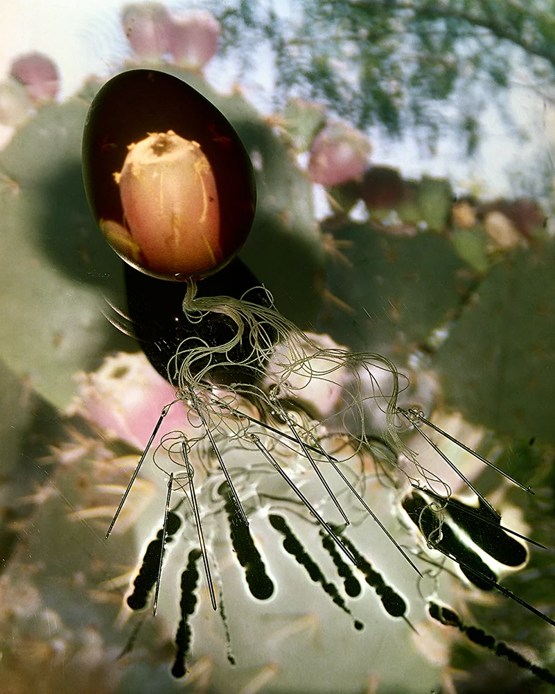 Prickly Pear 55 x 44 inches
