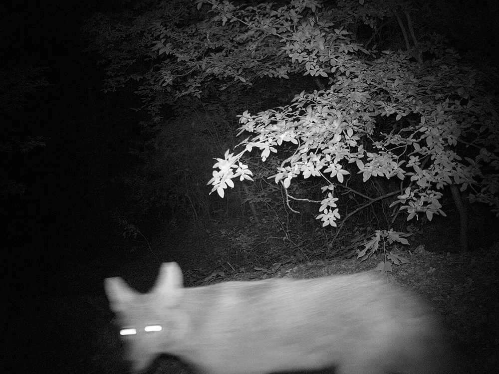 First Night Archival Pigment, 30 x 40 inches