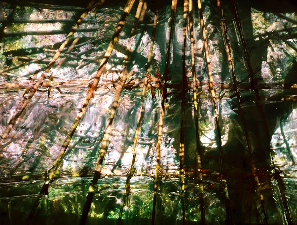 Weeping Cherry 44 x 55 inches