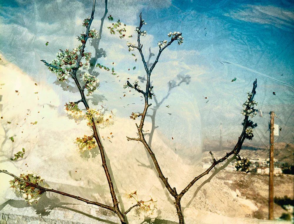 Wild Plum 40 x 52 inches
