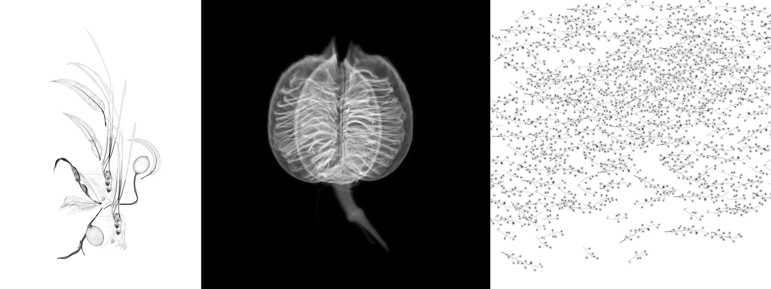 for slide show 3.jpg