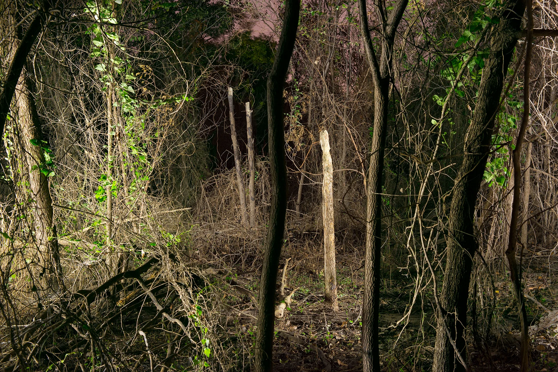 Banquet, 2018 Archival Pigment, 40 x 60 inches