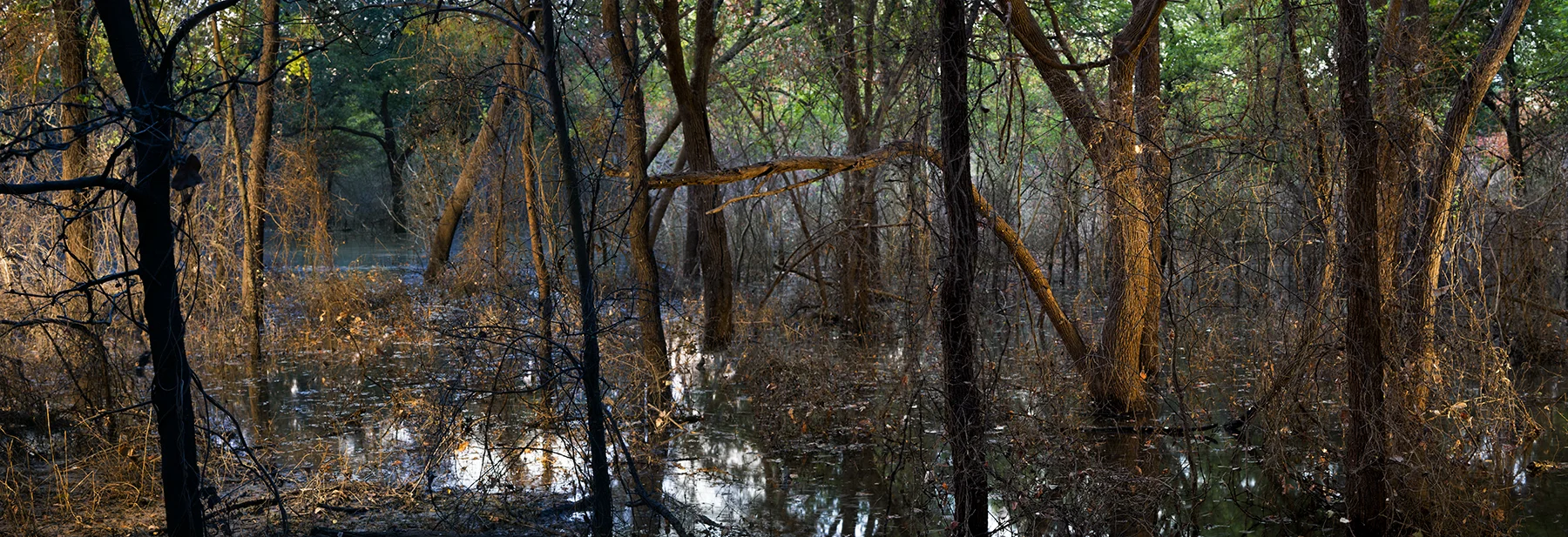 Bottomlands, 2018 Archival Pigment Photograph, 30 x 88 inches