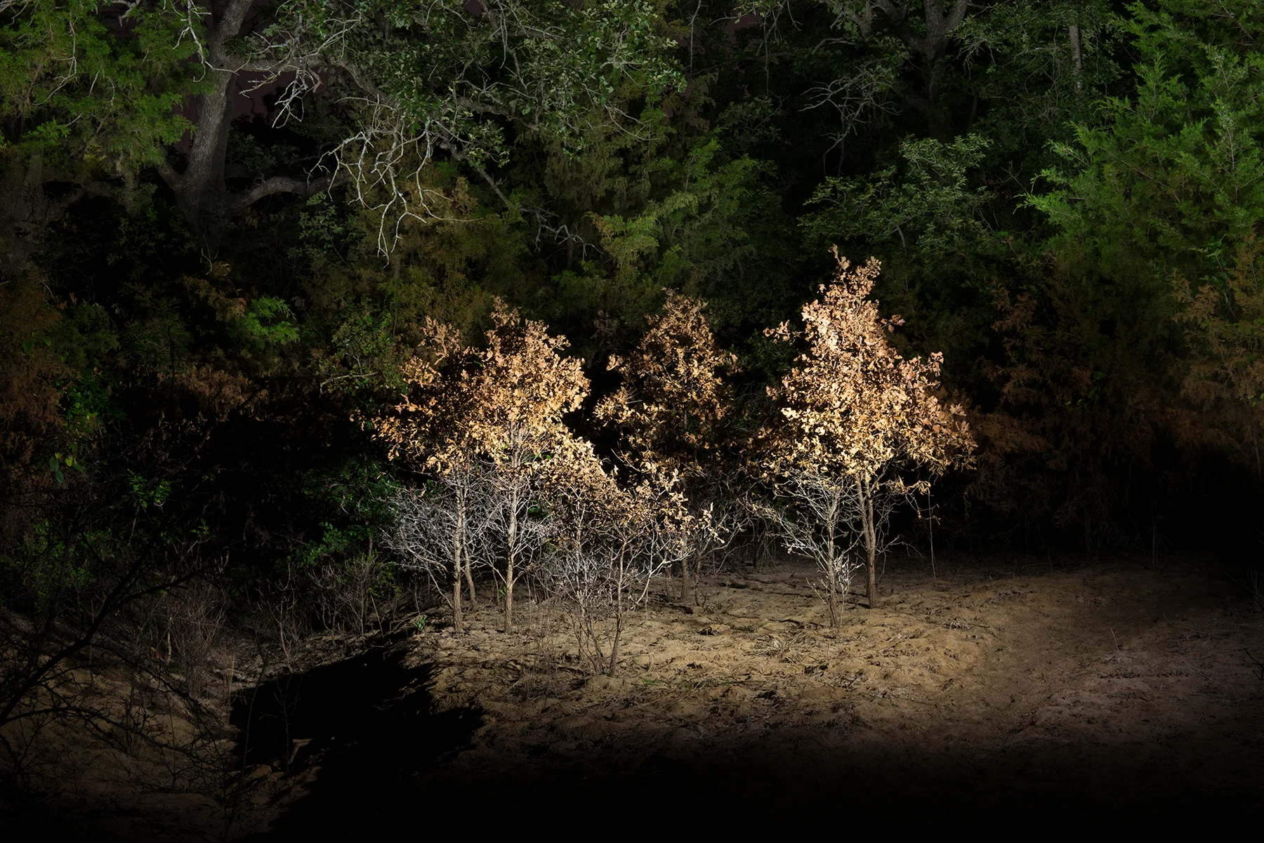 Copse, 2018 Archival Pigment, 40 x 60 inches