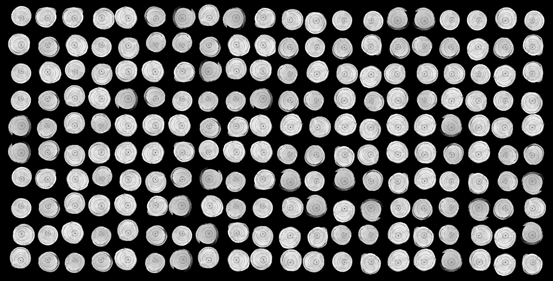Wollemi Pine Cross Sections Archival Pigment, 30 x 59 inches Digital collage made from x-rays captured at PlantBank (Australia)