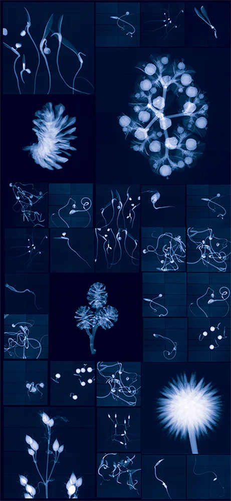 Millennium Seed Bank Research Seedlings and Lochner-Stuppy Test Garden no. 1 Digital Chromogenic Lenticular Photograph, 79 x 36 inches Digital collage made from x-rays captured at the Millennium Seed Bank (England)